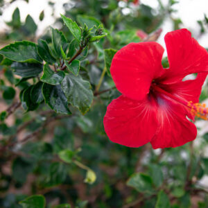 Jaswand flower