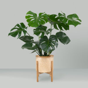 Fiddle Leaf Fig Plant