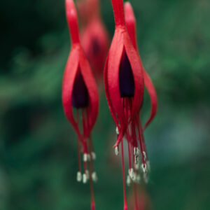 Sleeping Hibiscus Red