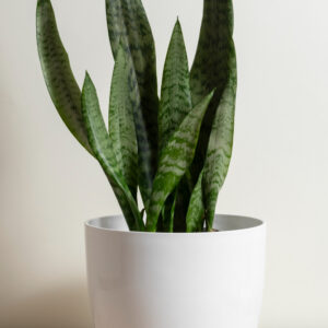 Snake Plant