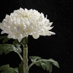 Chrysanthemum Plant